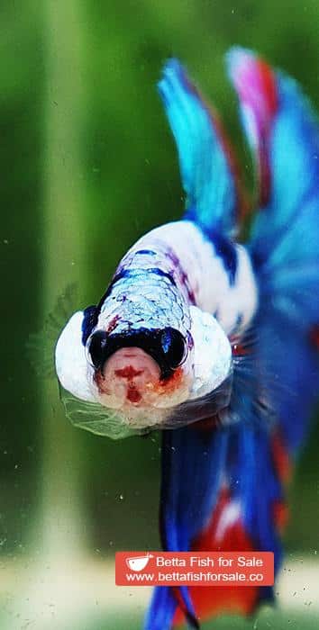 Betta fish HM Magical Orange Blue Marble Black glasses - Image 8