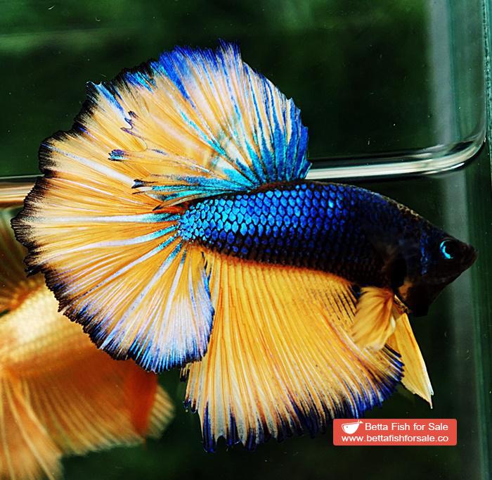 Betta fish OHM Original Blue Mustard Gas Rosetail - Image 5