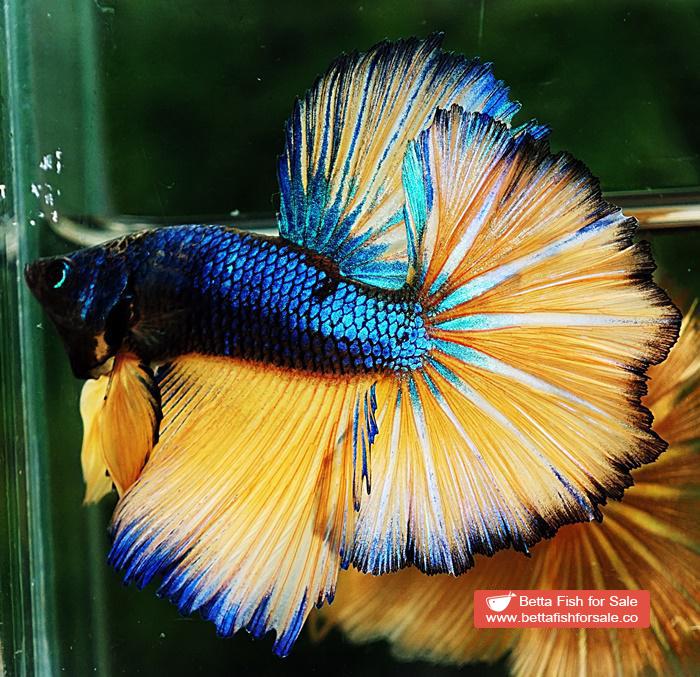 Betta fish OHM Original Blue Mustard Gas Rosetail - Image 6