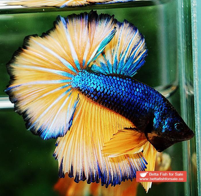 Betta fish OHM Original Blue Mustard Gas Rosetail - Image 3