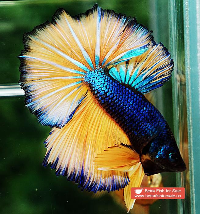 Betta fish OHM Original Blue Mustard Gas Rosetail - Image 7