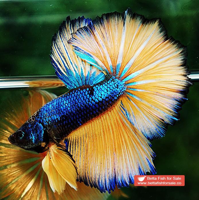 Betta fish OHM Original Blue Mustard Gas Rosetail - Image 2