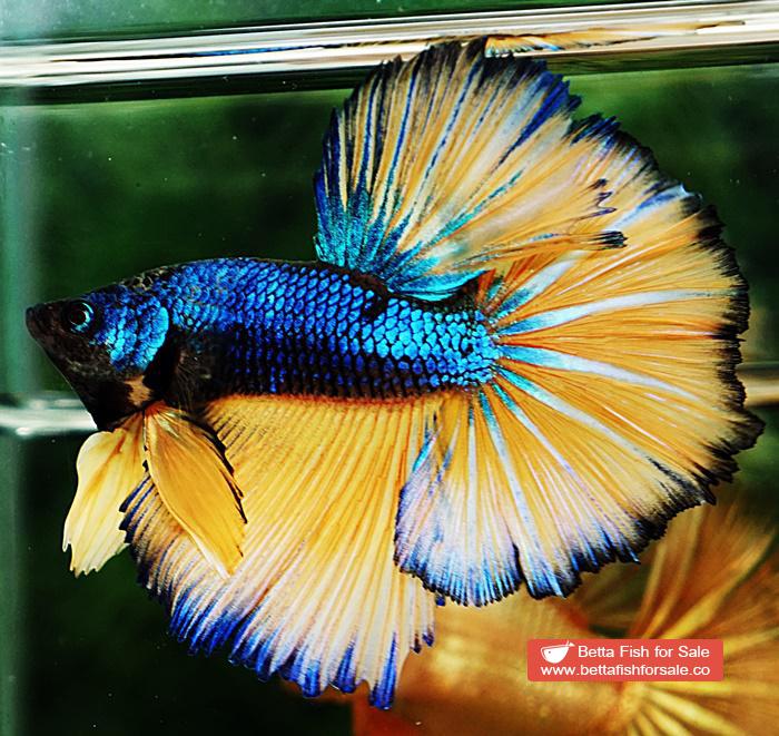 Betta fish OHM Original Blue Mustard Gas Rosetail - Image 4