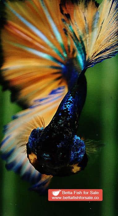 Betta fish OHM Original Blue Mustard Gas Rosetail - Image 8