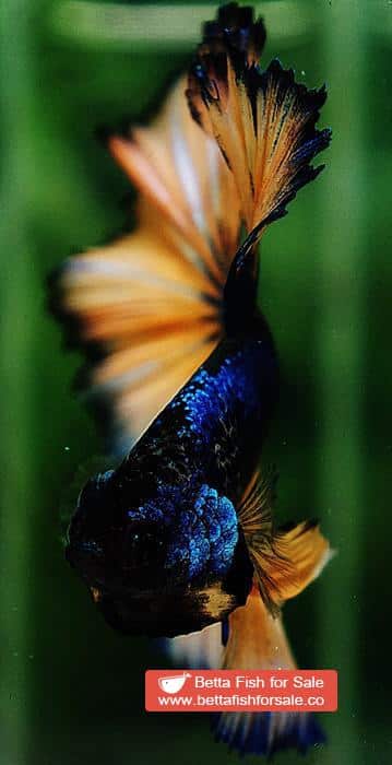Betta fish OHM Original Blue Mustard Gas Rosetail - Image 9