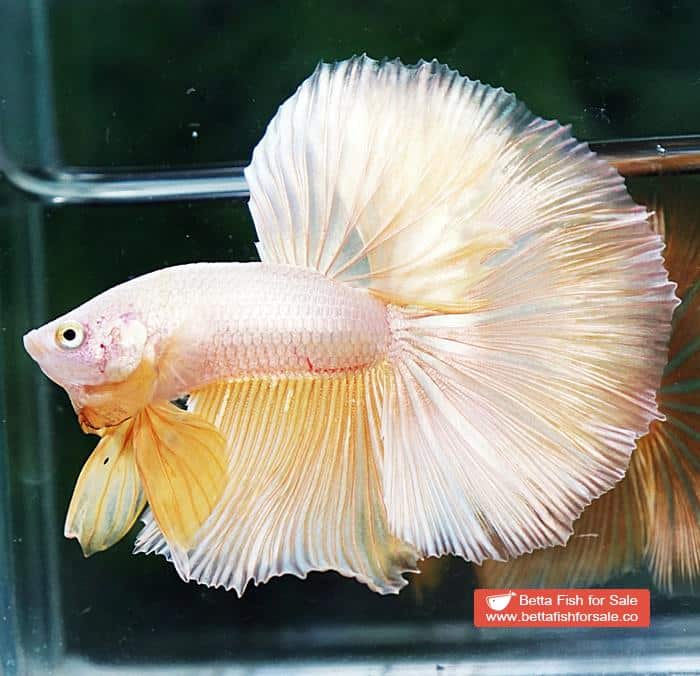 Betta fish OHM Perfect Super Gold (Comp Grade) - Image 3