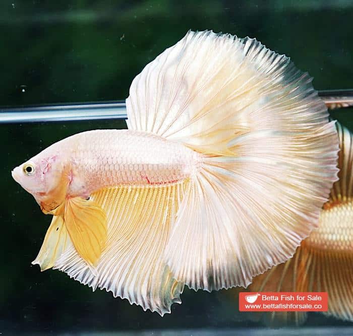 Betta fish OHM Perfect Super Gold (Comp Grade) - Image 5