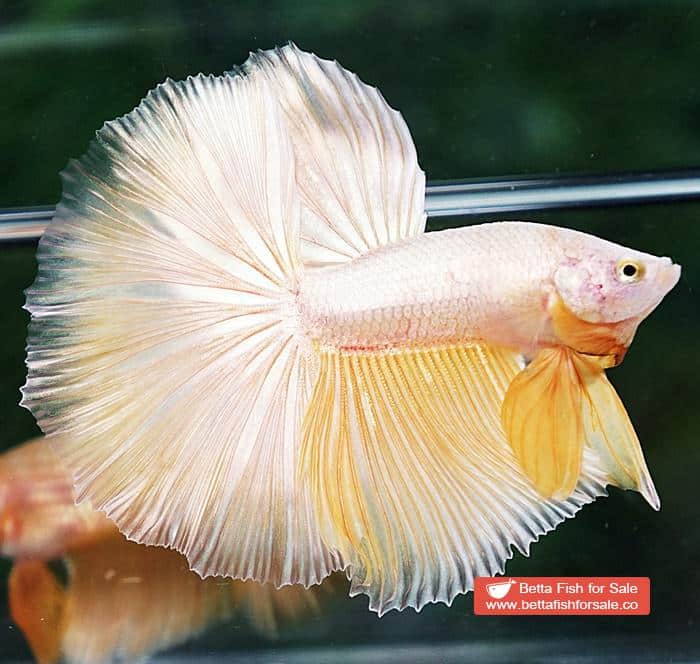 Betta fish OHM Perfect Super Gold (Comp Grade) - Image 4