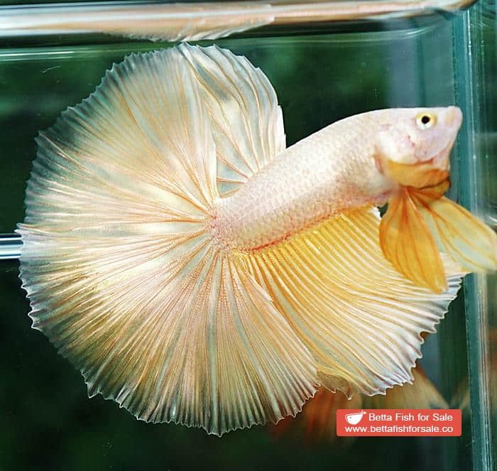 Betta fish OHM Perfect Super Gold (Comp Grade) - Image 6