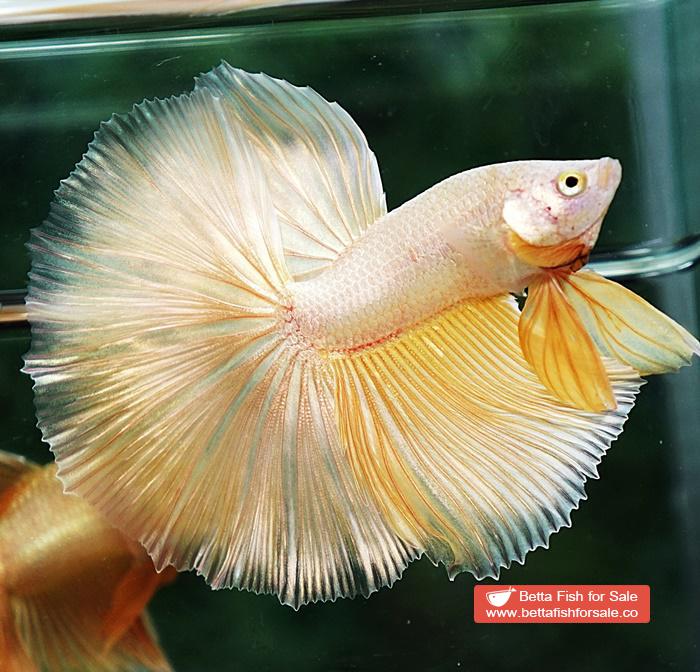 Betta fish OHM Perfect Super Gold (Comp Grade) - Image 2