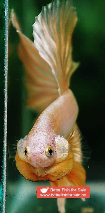 Betta fish OHM Perfect Super Gold (Comp Grade) - Image 7