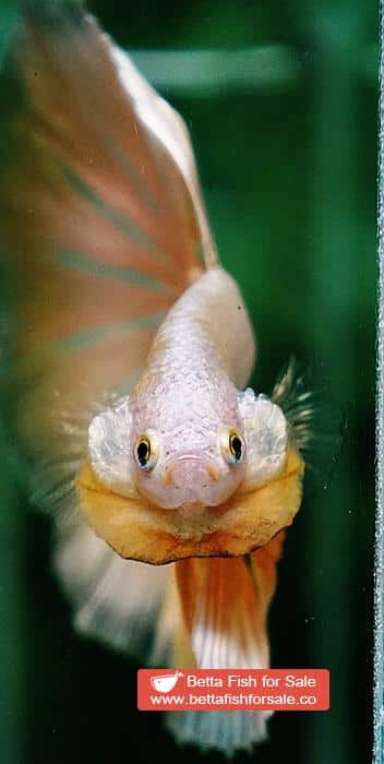 Betta fish OHM Perfect Super Gold (Comp Grade) - Image 8