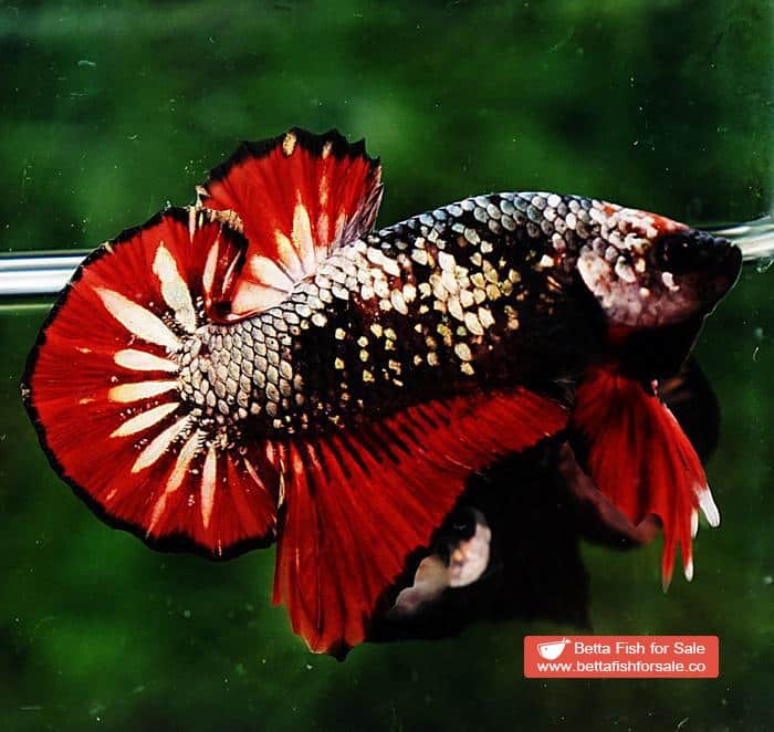 Betta fish OHMPK Red Copper Avatar Star