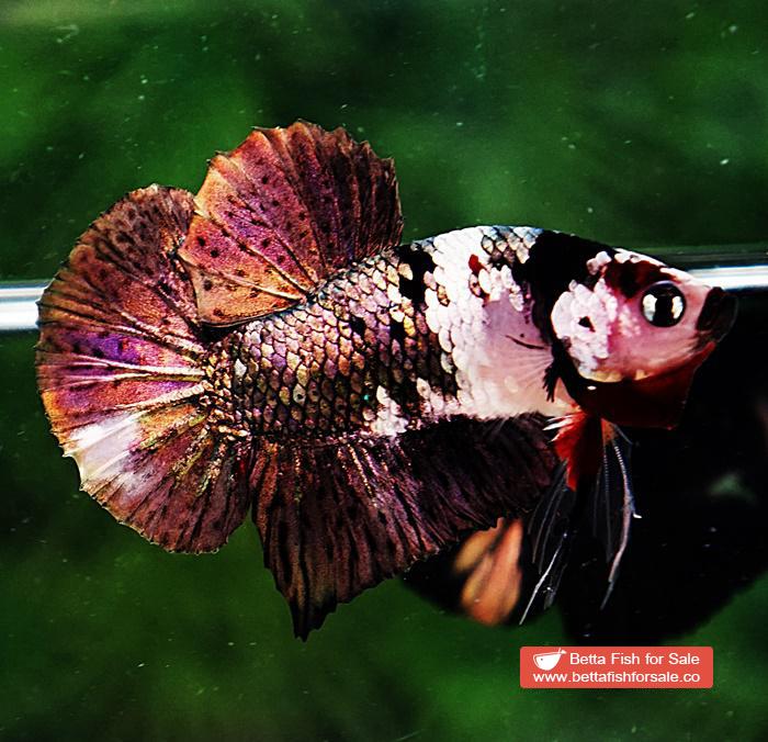 Betta fish HMPK Copper Marble - Image 3