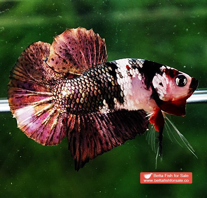 Betta fish HMPK Copper Marble - Image 4