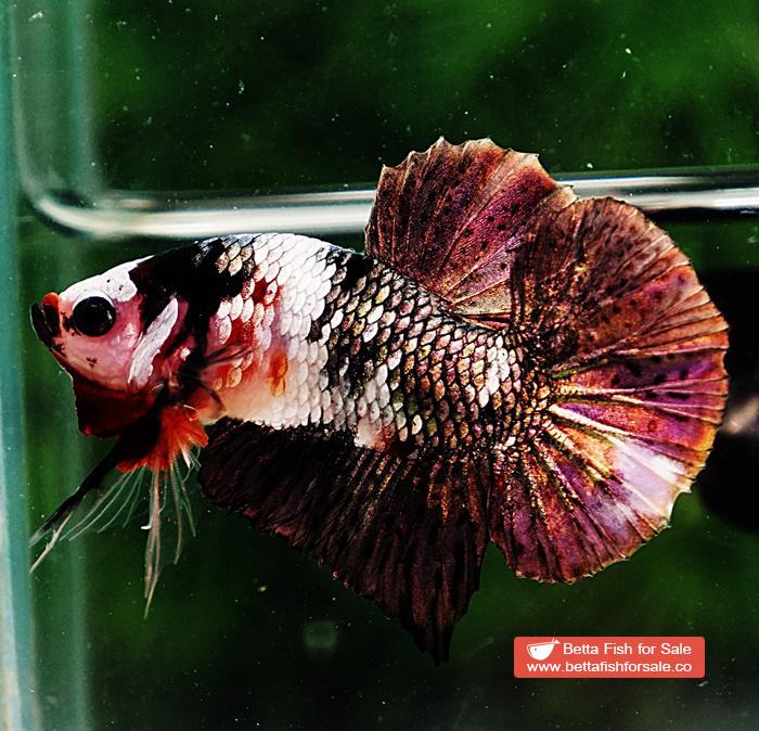 Betta fish HMPK Copper Marble - Image 2