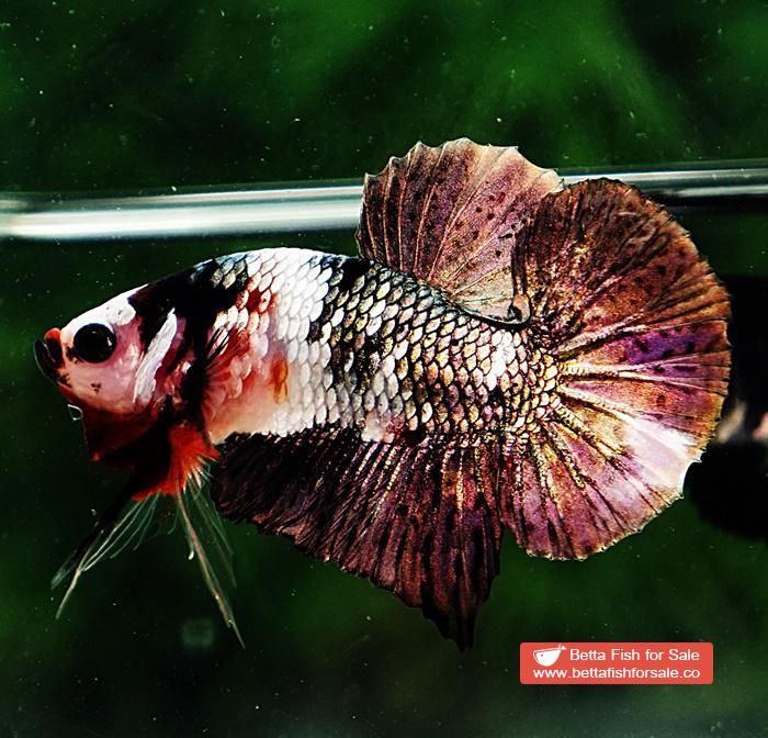 Betta fish HMPK Copper Marble - Image 5
