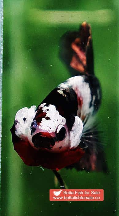 Betta fish HMPK Copper Marble - Image 6