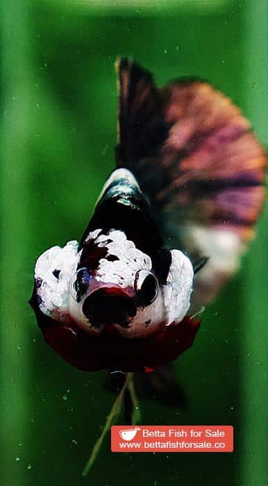 Betta fish HMPK Copper Marble - Image 7