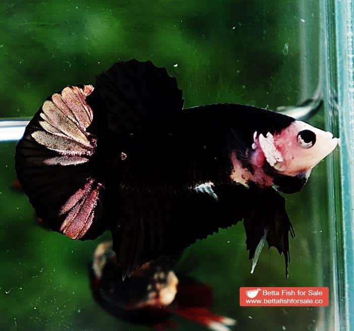 Betta fish HMPK Shadow Black Star White Marks - Image 5