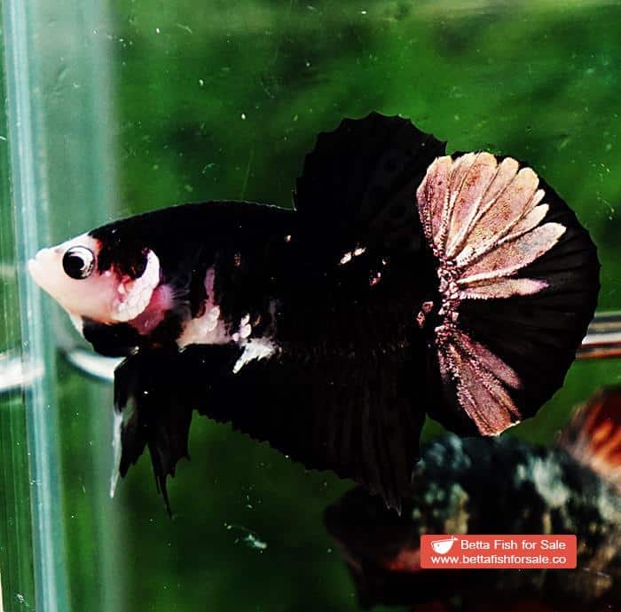 Betta fish HMPK Shadow Black Star White Marks - Image 4