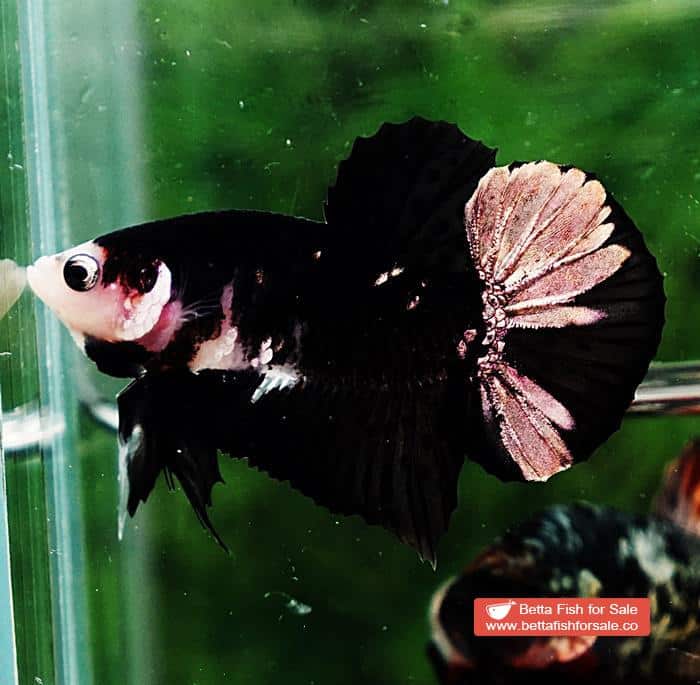 Betta fish HMPK Shadow Black Star White Marks - Image 6