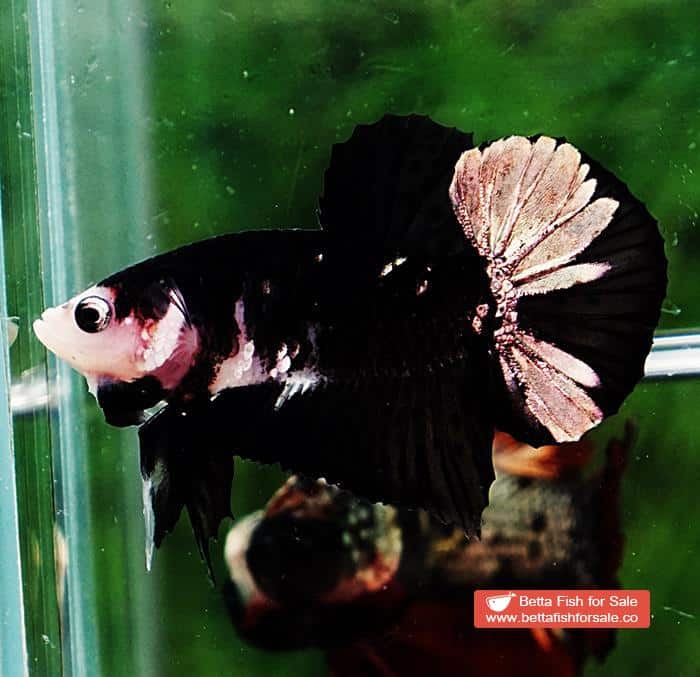 Betta fish HMPK Shadow Black Star White Marks - Image 2