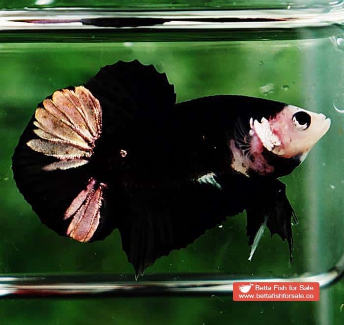 Betta fish HMPK Shadow Black Star White Marks - Image 3