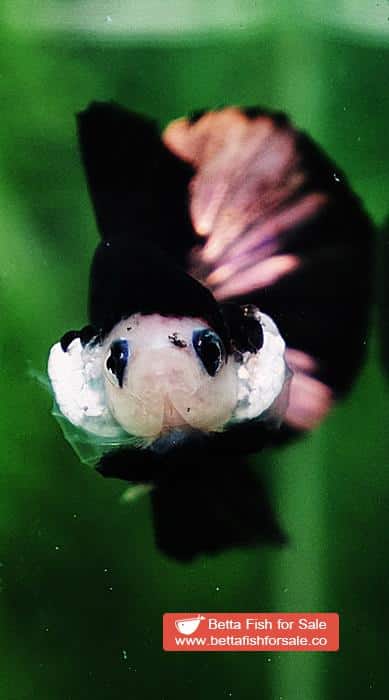 Betta fish HMPK Shadow Black Star White Marks - Image 7