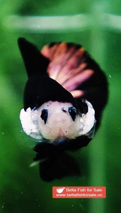 Betta fish HMPK Shadow Black Star White Marks - Image 8