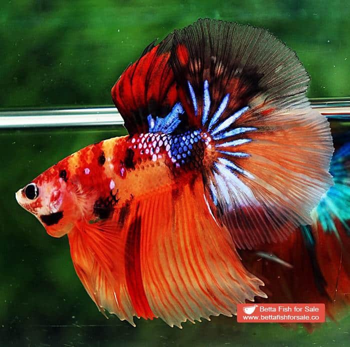 Betta fish HM Emerald Candy Nemo Galaxy - Image 6