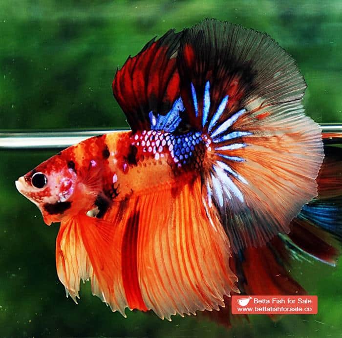 Betta fish HM Emerald Candy Nemo Galaxy - Image 4