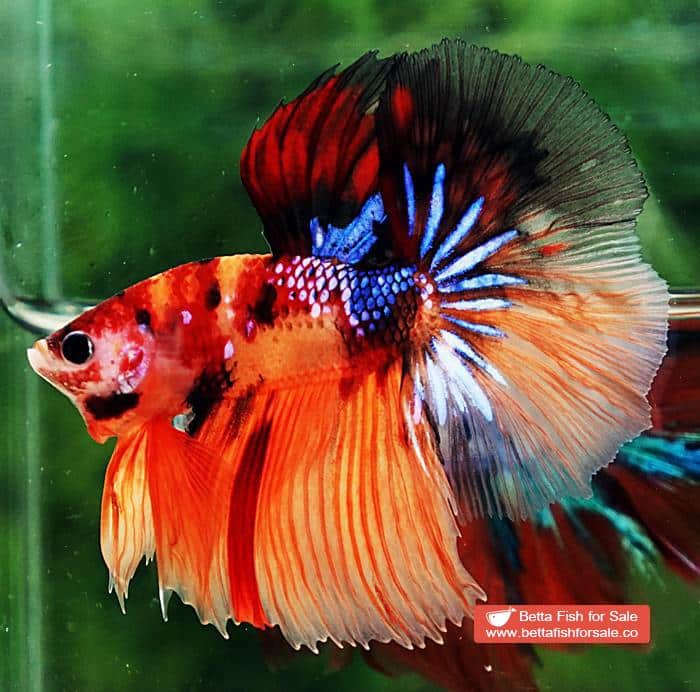 Betta fish HM Emerald Candy Nemo Galaxy - Image 2
