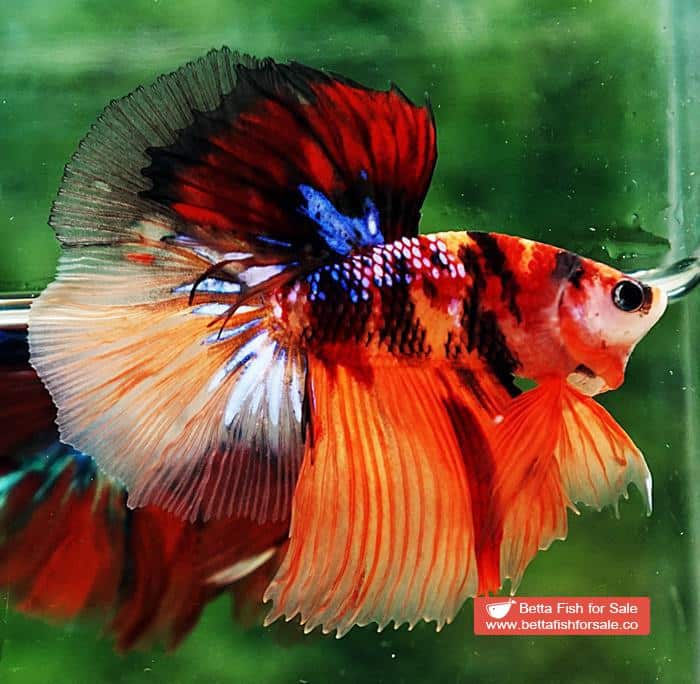 Betta fish HM Emerald Candy Nemo Galaxy - Image 3