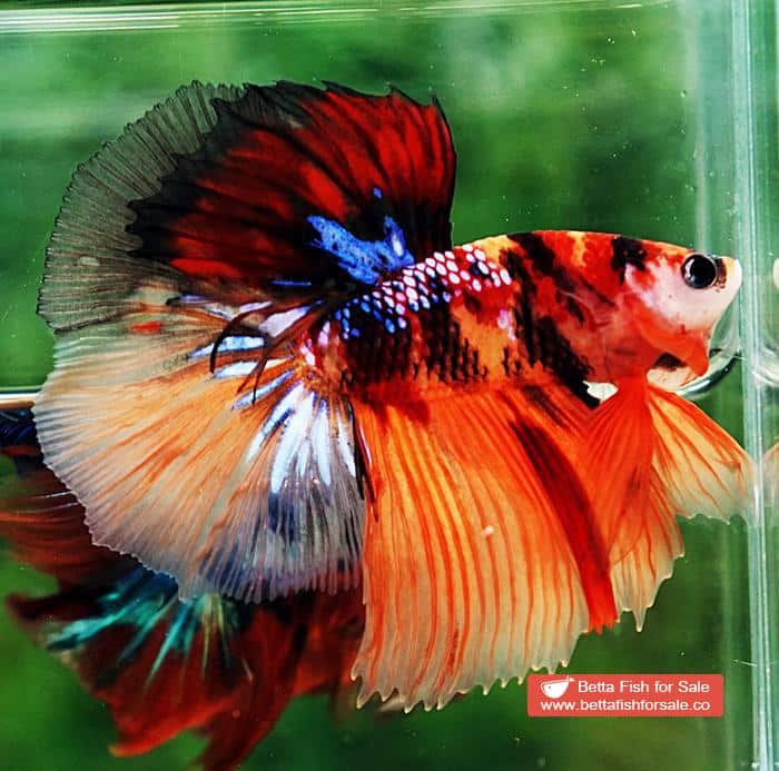 Betta fish HM Emerald Candy Nemo Galaxy - Image 5