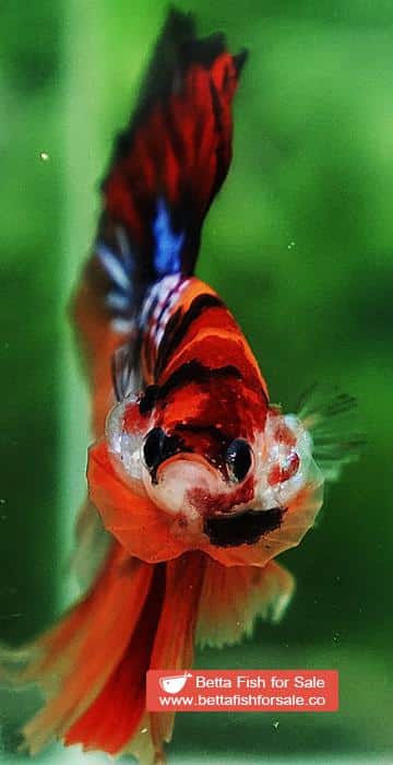 Betta fish HM Emerald Candy Nemo Galaxy - Image 7