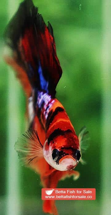 Betta fish HM Emerald Candy Nemo Galaxy - Image 8