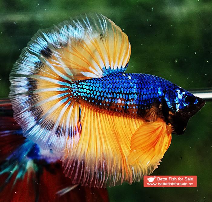 Betta fish OHM Tricolor Blue Mustard Gas - Image 3