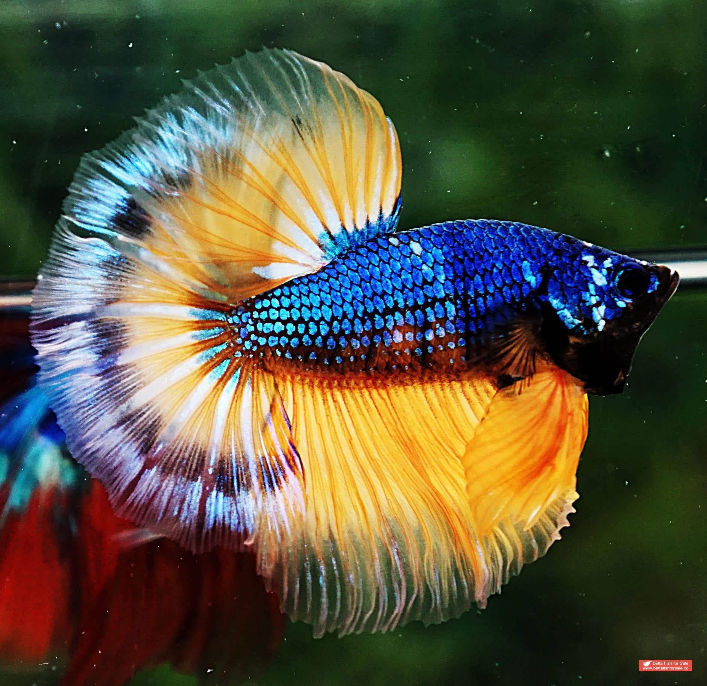 Betta fish OHM Tricolor Blue Mustard Gas - Image 5