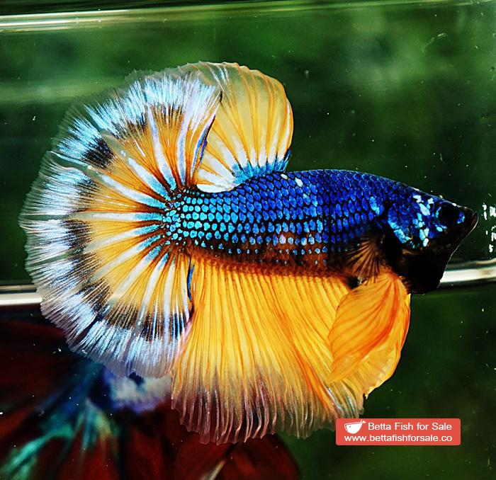 Betta fish OHM Tricolor Blue Mustard Gas - Image 6