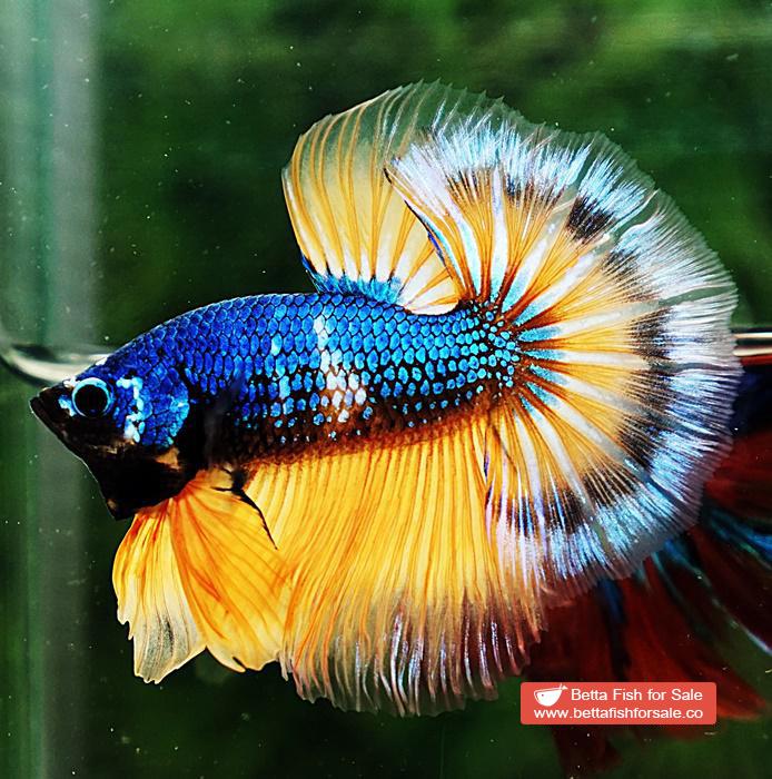 Betta fish OHM Tricolor Blue Mustard Gas - Image 2