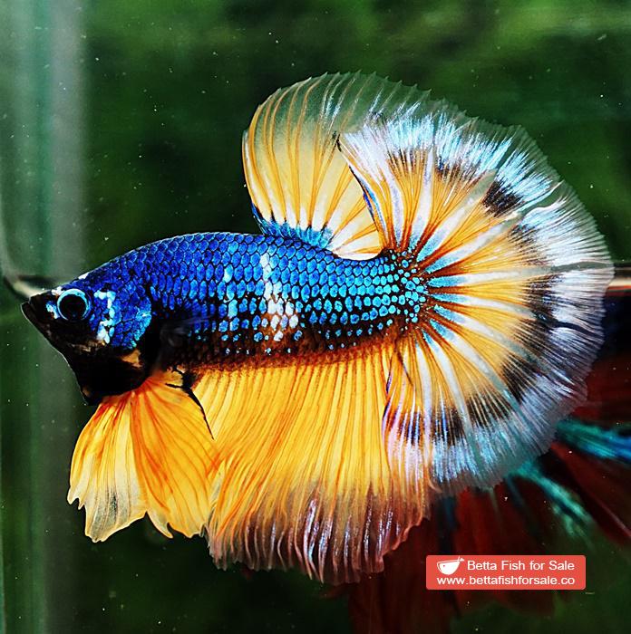 Betta fish OHM Tricolor Blue Mustard Gas - Image 4