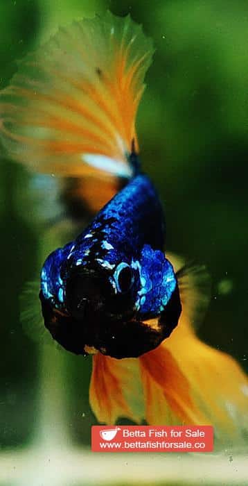 Betta fish OHM Tricolor Blue Mustard Gas - Image 7
