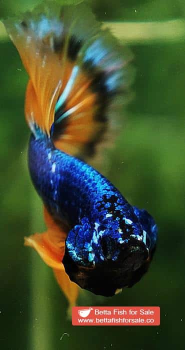 Betta fish OHM Tricolor Blue Mustard Gas - Image 8