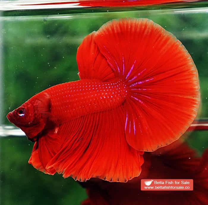 Betta fish OHM Super Red - Image 4