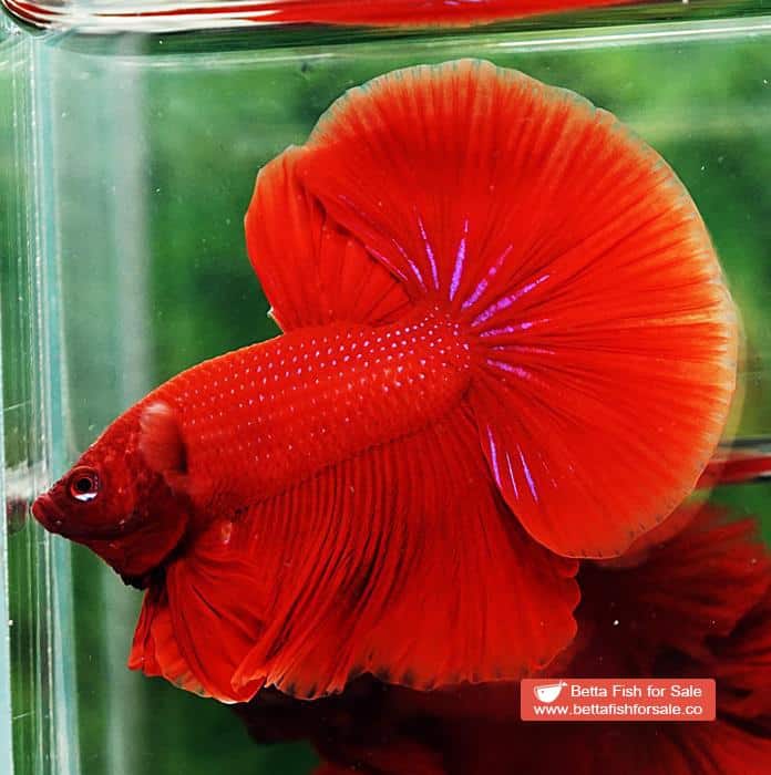 Betta fish OHM Super Red - Image 2