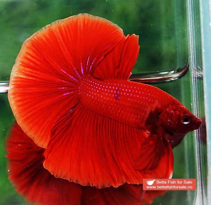 Betta fish OHM Super Red - Image 5