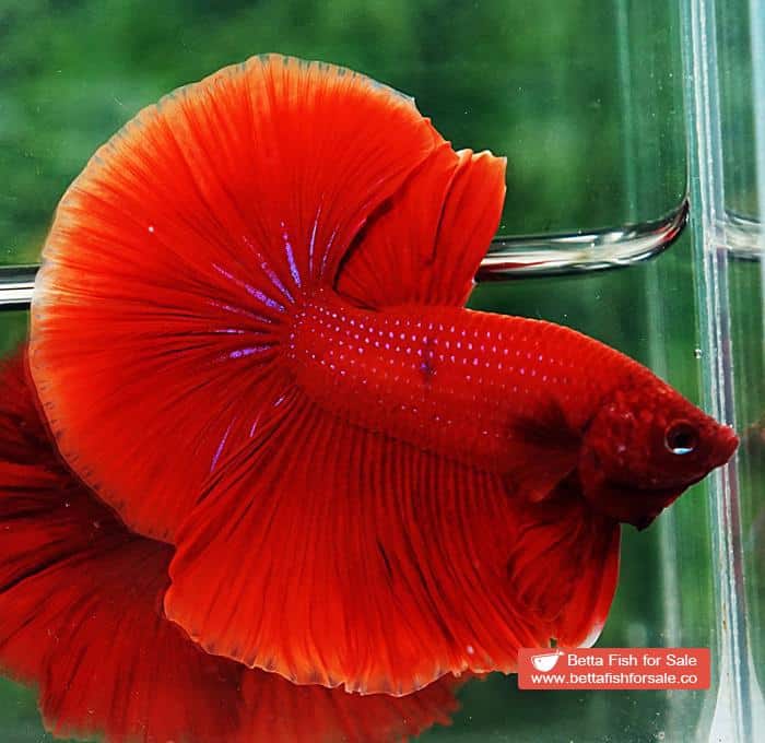 Betta fish OHM Super Red - Image 6