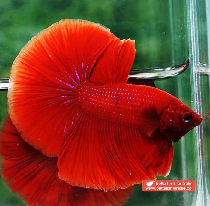 Betta fish OHM Super Red - Image 3