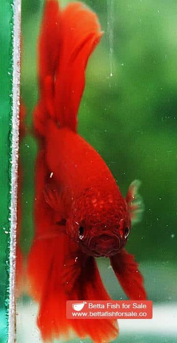 Betta fish OHM Super Red - Image 7